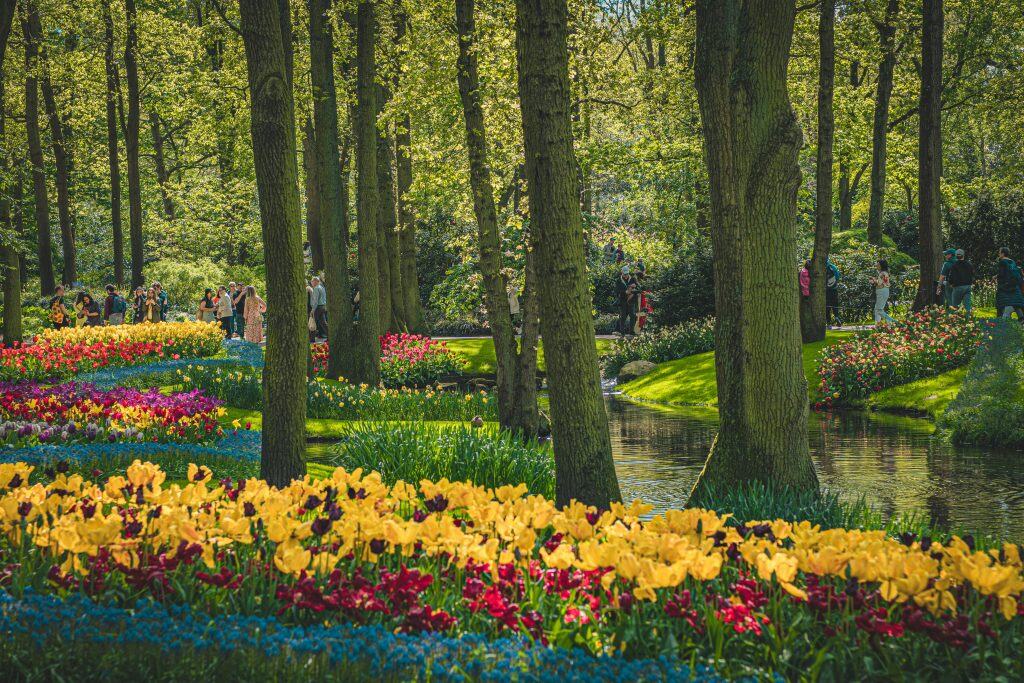 Yellow and Red Tulips by a lake in Keukenhof. 